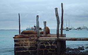 Seals, stirring awake, down at the harbor's edge in Puerto Ayora, Galapagos Islands.